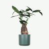 plants ecommerce product featured img 13