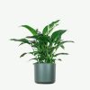 plants-ecommerce-product-featured-img-15 plants ecommerce product featured img 15