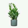 plants ecommerce product featured img 16