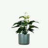 plants ecommerce product featured img 9