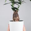 plants shop product gallery img 17