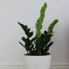 plants shop product gallery img 19