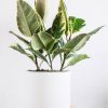 plants shop product gallery img 5