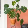plants shop product gallery img 6