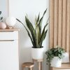 plants shop product gallery img 8